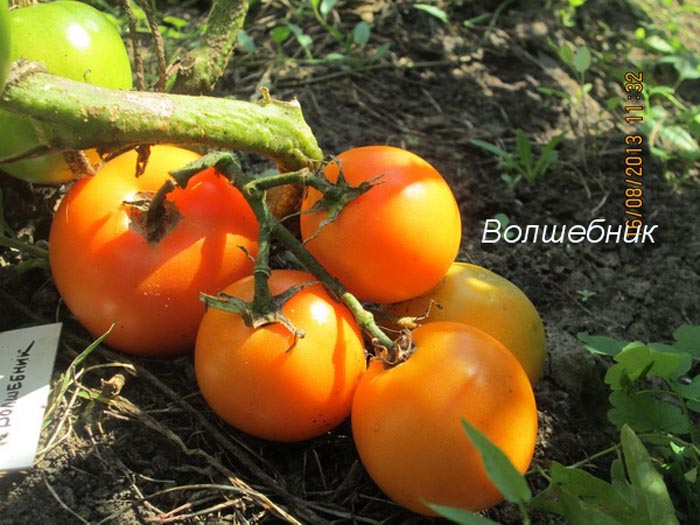 Желтые сорта томатов (85 фото) — каталог лучших сортов для теплицы и открытого грунта в 2024 году