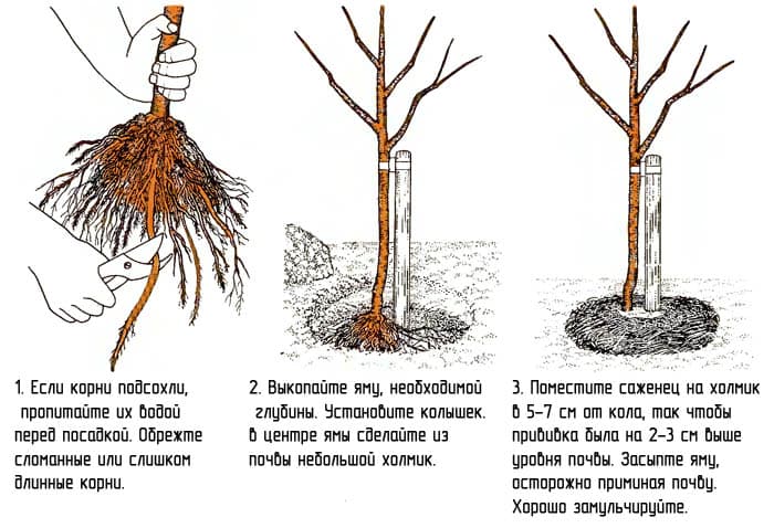 Удобрения для саженцев, выбор, технология, советы садоводов