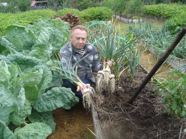 Луковично — навозный гамбит огородных шахмат