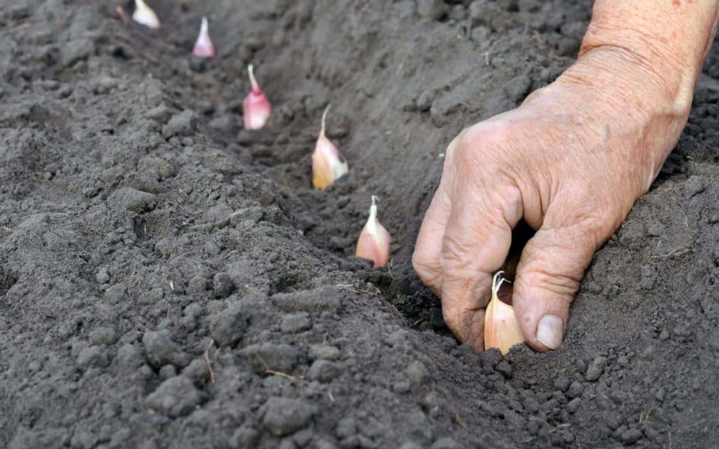 Подкормка для чеснока ярового: проверенная методика