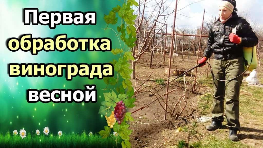 Весной подкормка винограда: особенности