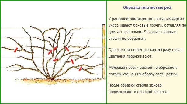 Энциклопедия садовода: описание и выращивание плетистой розы Сантана