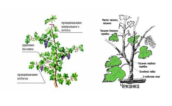 Этапы и особенности проведения обрезки винограда летом