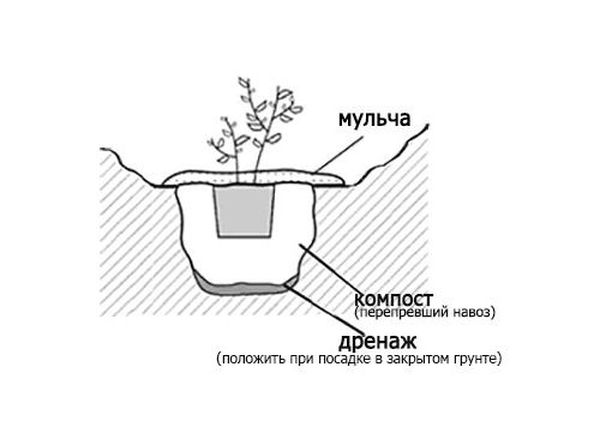 Лучшие сорта и секреты выращивания японской айвы