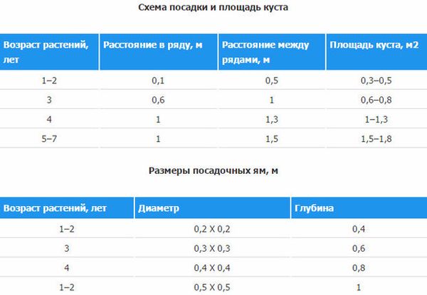 Лучшие сорта и секреты выращивания японской айвы