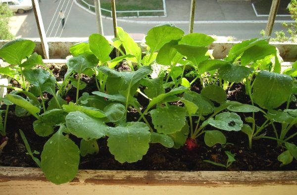 Успешное выращивание редиса дома на балконе