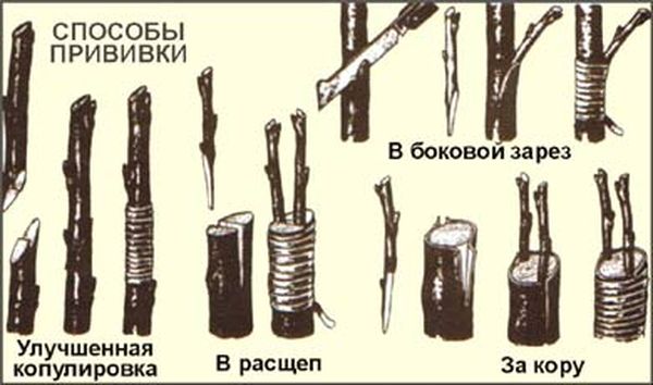 Когда и каким способом произвести прививку персика