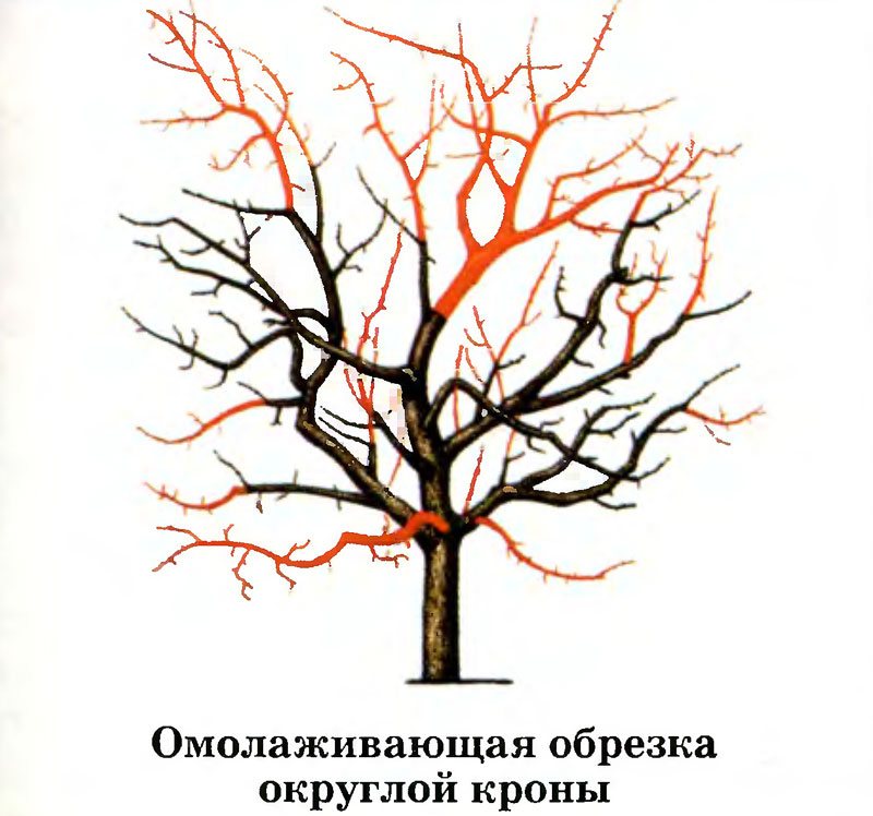 Полезные советы по подготовке и утеплению сада к зиме для начинающих дачников