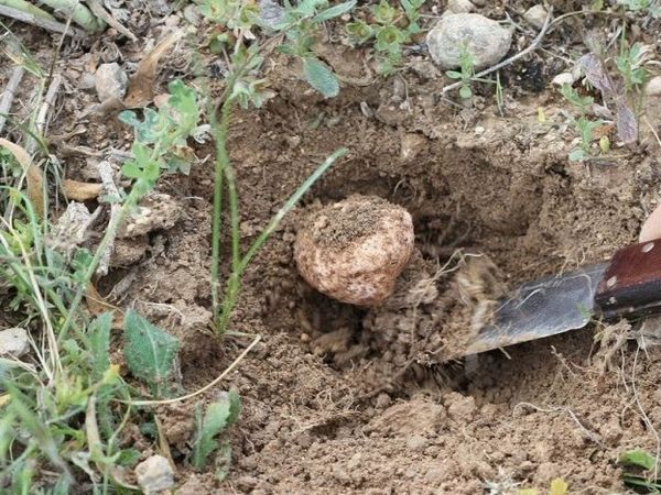 Секреты выращивания трюфелей в домашних условиях