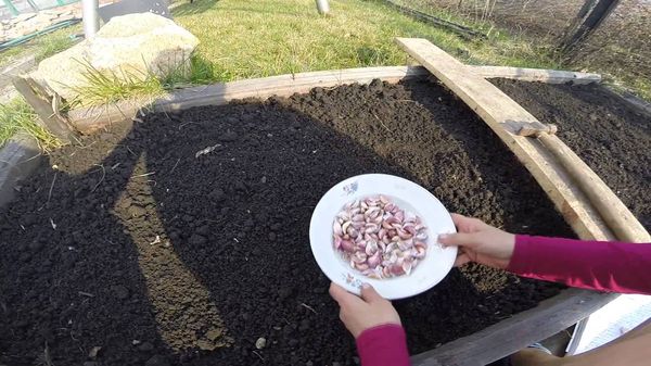 Современные схемы посадки ярового чеснока