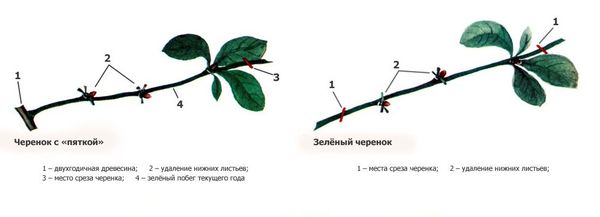 Все способы размножения японской айвы