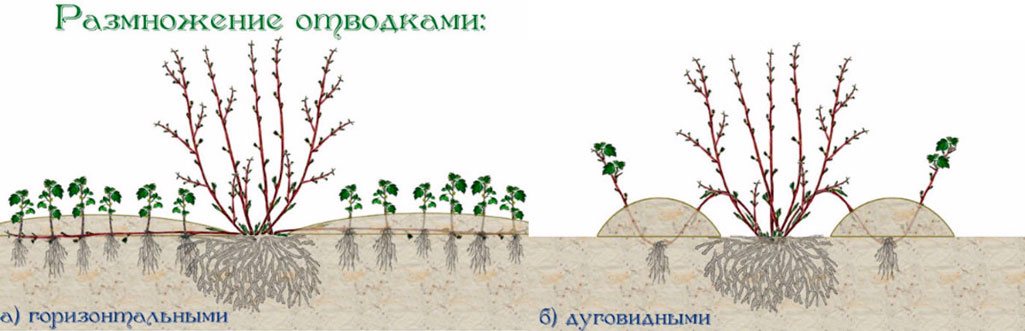 Выращиваем кизил— практические рекомендации по посадке, размножению и уходу