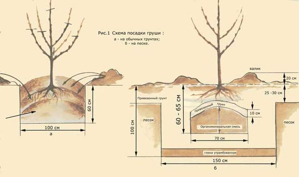 Характеристика летнего сорта груши Аллегро