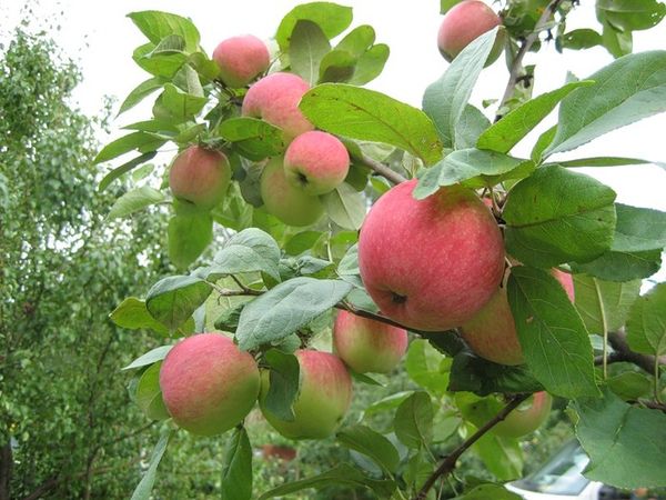 Характеристики позднелетней яблони сорта Юбиляр