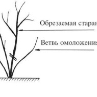 Как и чем можно укрыть актинидию от зимних холодов