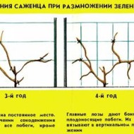 Как и чем можно укрыть актинидию от зимних холодов