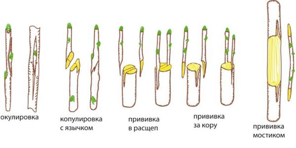 На что можно привить абрикос и как это сделать