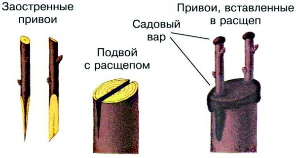 На что можно привить абрикос и как это сделать