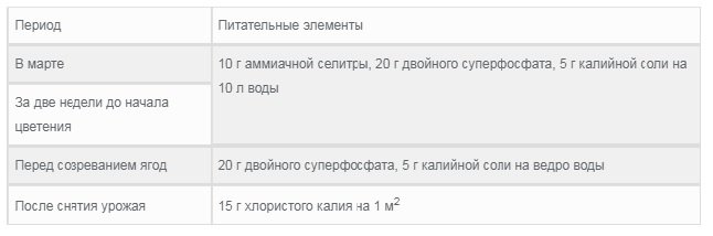 Подробное описание и правила агротехники винограда Лидия