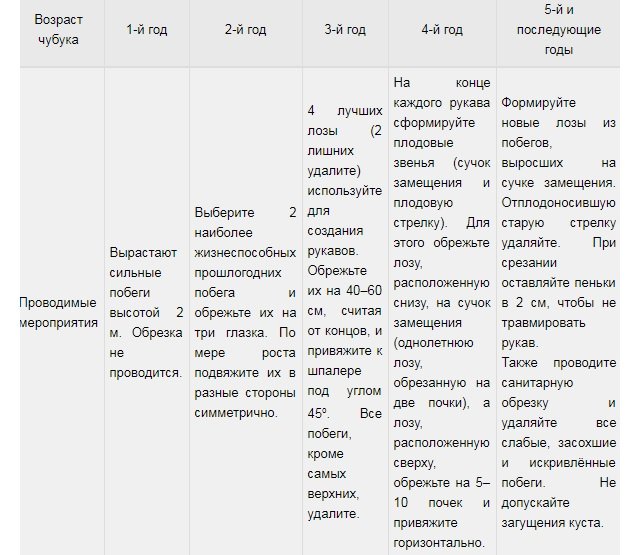 Правила агротехники высокоурожайного столового винограда Лора