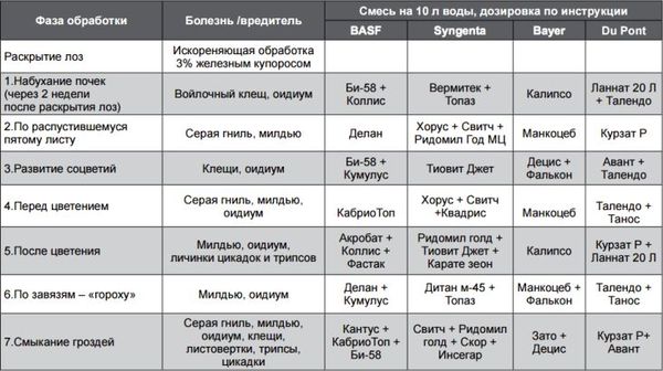 Правила обработки винограда от болезней и вредителей