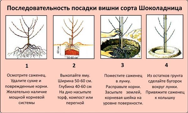 Тонкости посадки и выращивания перспективного сорта вишни Шоколадница