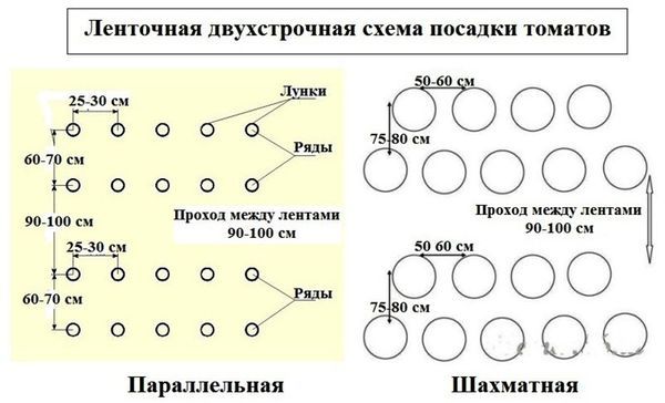 Тонкости посадки и выращивания высокоурожайного сорта томатов Банановые ноги