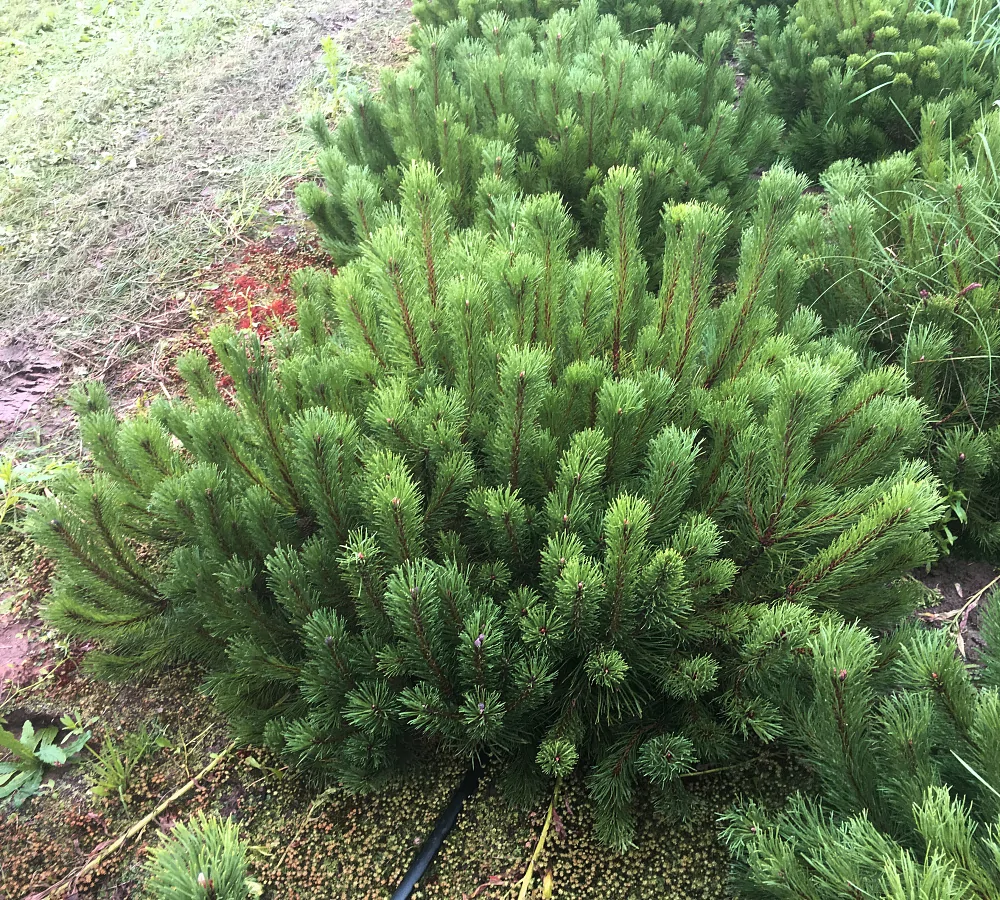 Горная сосна Мугус (Pinus mugo Mughus)