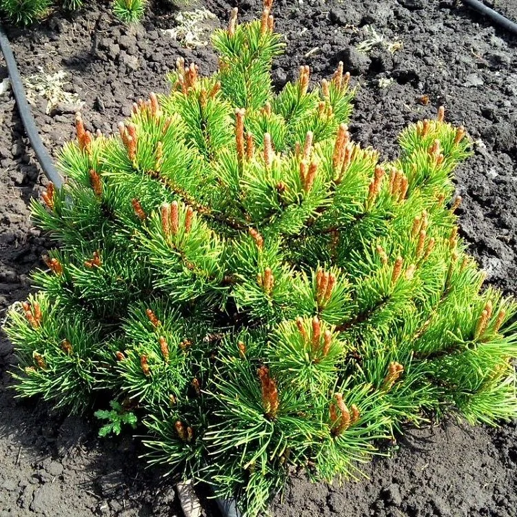 Горная сосна Мугус (Pinus mugo Mughus)