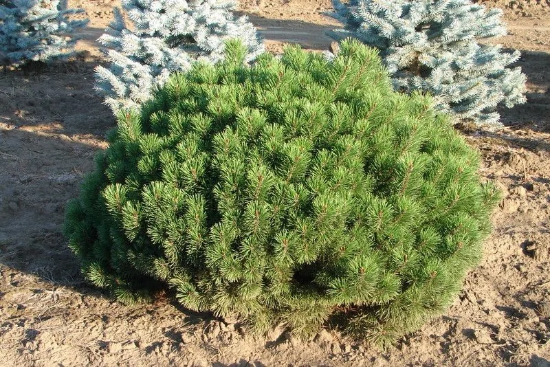 Горная сосна Мугус (Pinus mugo Mughus)