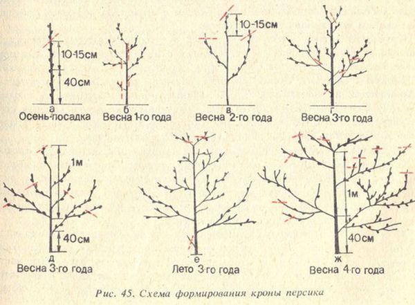 Как организовать уход за персиком в разное время года