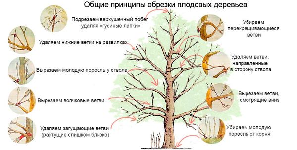 Как правильно обрезать абрикос в разное время года