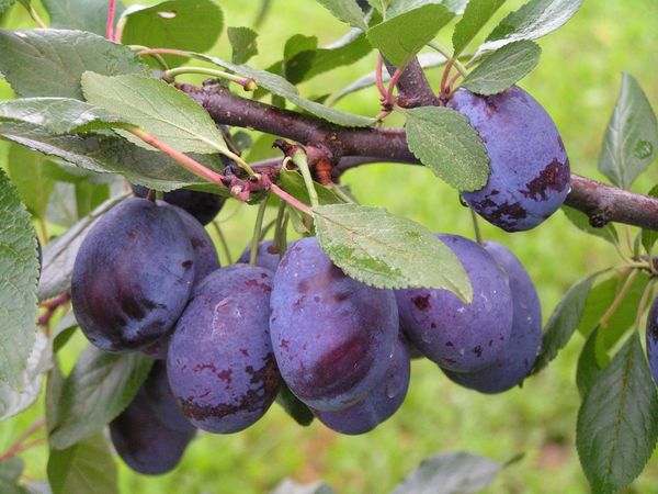 Обзор самых вкусных сортов сливы разного срока созревания