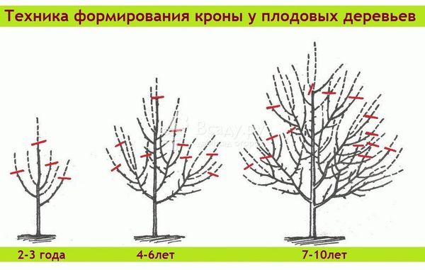 Подробное описание авторской сливы Этюд