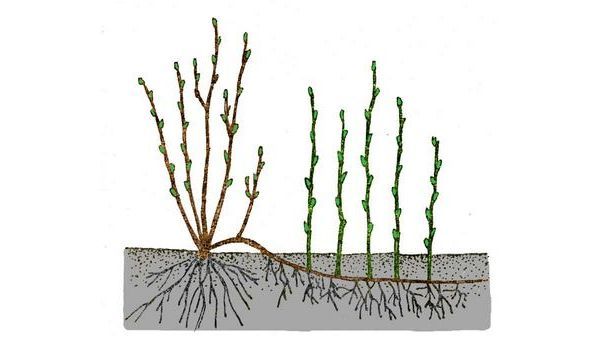 Советы и рекомендации по размножению красной смородины