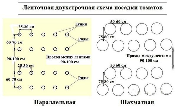 Сроки и лучшие схемы посадки помидоров в открытый грунт