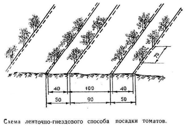 Сроки и лучшие схемы посадки помидоров в открытый грунт