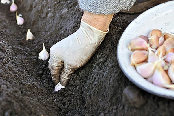 Как ухаживать за чесноком для хорошей урожайности с 1 сотки