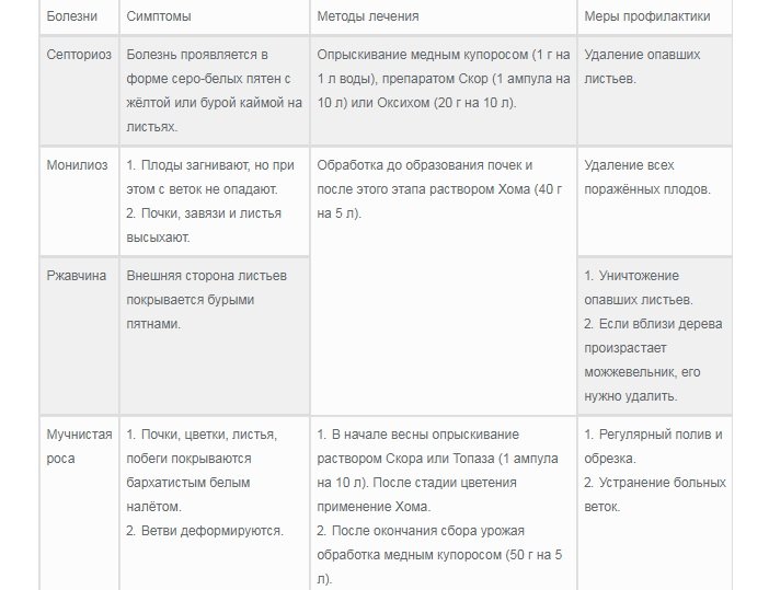 Правила посадки и тонкости ухода за урожайной грушей сорта Конференция