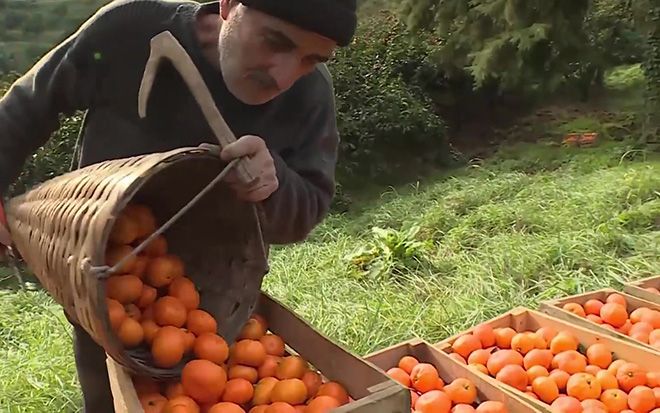 Червяки в мандаринах: бывают ли паразиты в плодах, чем опасны такие цитрусовые