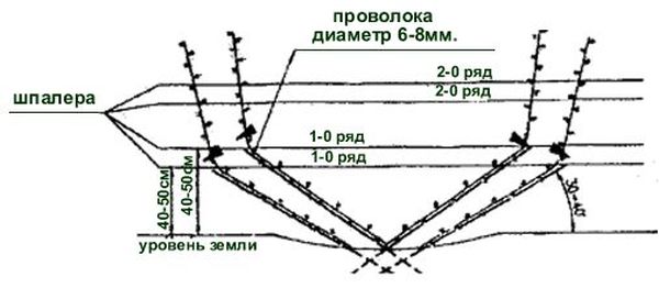 Как правильно подвязать лозу винограда