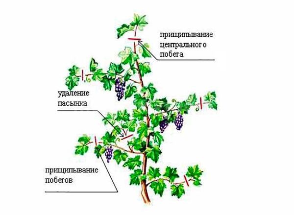 Как проводить чеканку винограда и другие зеленые операции