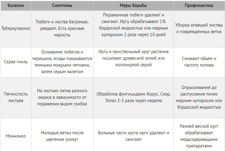 Красивый и полезный чудо-куст: выращиваем иргу канадскую на даче