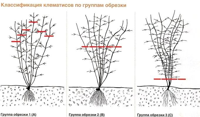 Описание и особенности выращивания клематиса сорта Руж Кардинал