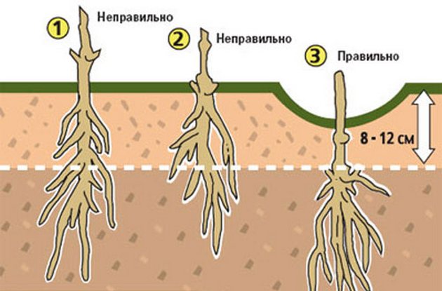 Описание и особенности выращивания клематиса сорта Руж Кардинал