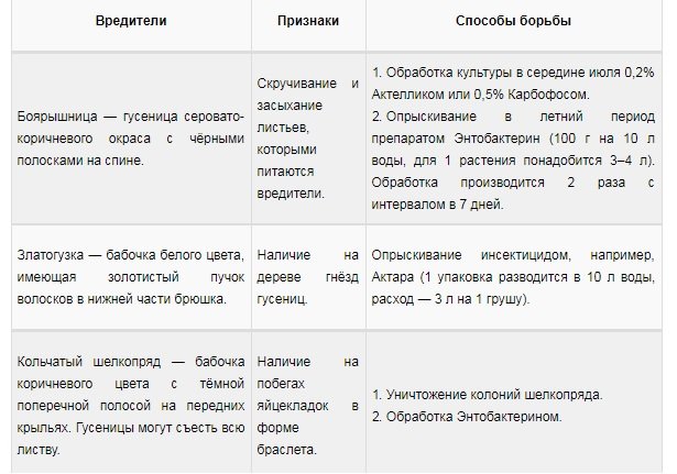 Особенности посадки и ухода за урожайной грушей сорта Чижовская