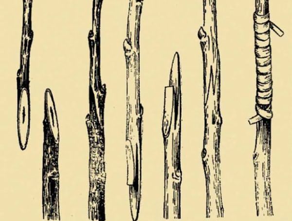 Секреты прививки яблонь весной для начинающих