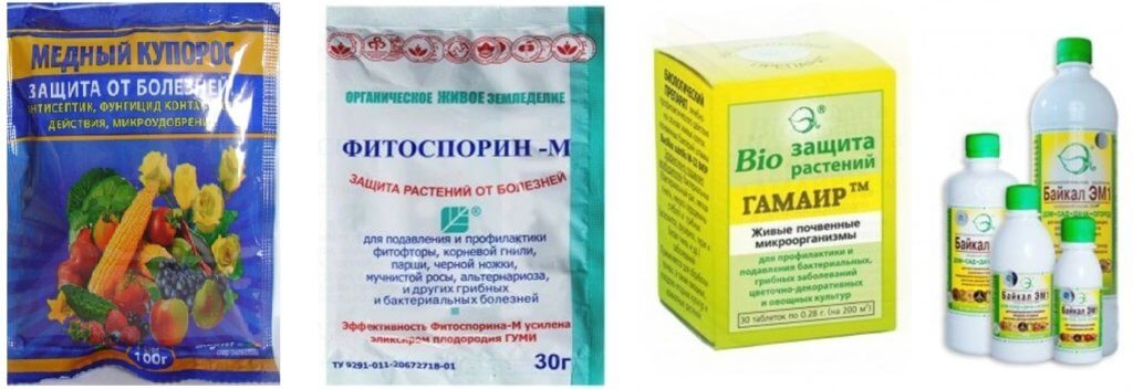 Вредители томатов и эффективные способы борьбы с ними