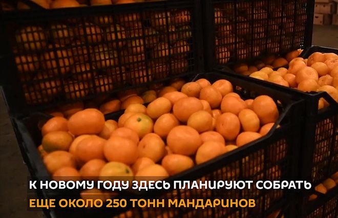Абхазские мандарины: фото, как отличить от других, когда созревают и как растут