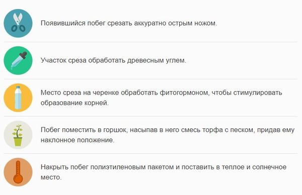 "Бутылочное дерево": оптимальные условия, особенности ухода и возможные трудности выращивания + разновидности нолины